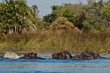 077 Okavango Delta, nijlpaarden
